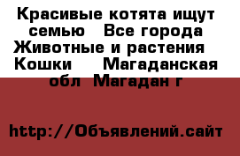 Красивые котята ищут семью - Все города Животные и растения » Кошки   . Магаданская обл.,Магадан г.